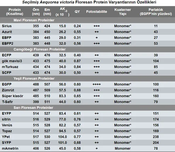 Denizanalarında Floresan Proteini Geninin Mavi Işık Filtresi ile İlişkilendirilmesi 4 Resim2