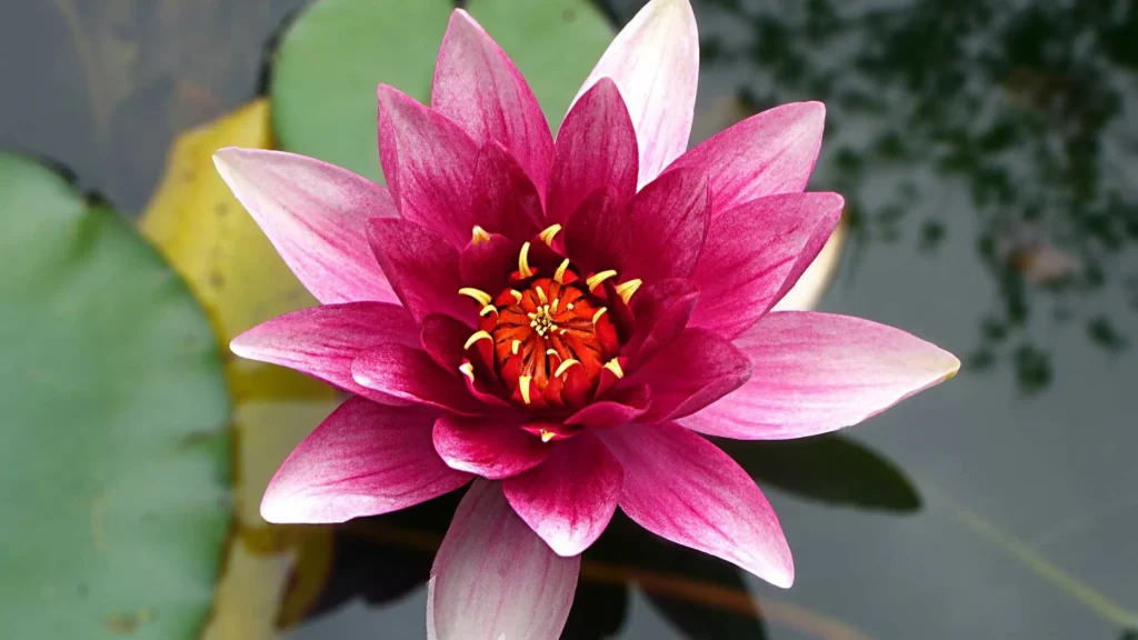 Biyomimikri 4 lotus cicegi