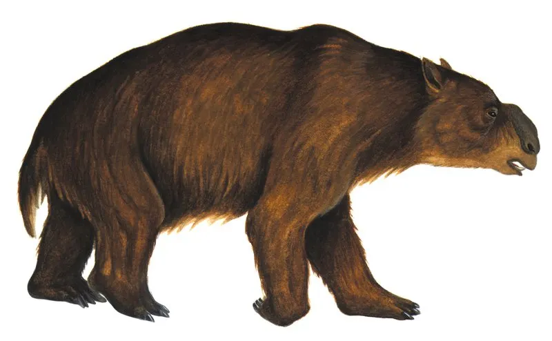 Evrim 2 İki buçuk tonluk devasa bir diprotodon